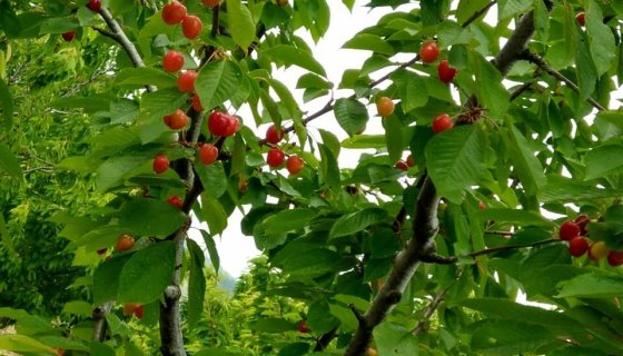 2021 Yaz  bahçemizden Kareler